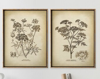 Poisonous Plants Botanical Print Set: Vintage Herbal Art