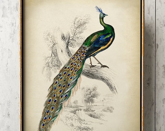 Portrait de paon coloré - Une touche exotique Feeby
