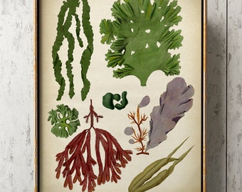 Algen Poster, Algen Druck, Algen Karte Poster, Nautisches Dekor, Marine botanischer Druck, Küsten Wandkunst, botanisches Poster