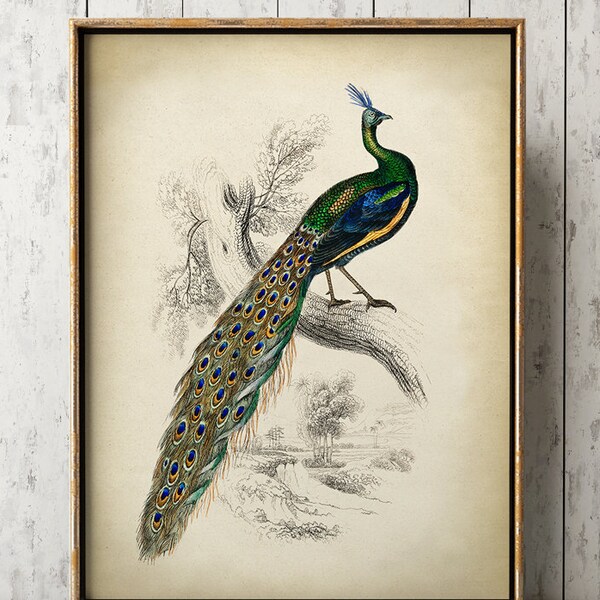 Impresión de arte de pavo real, dibujo de pavo real macho, pavo, pájaro grande elegante, aves de corral estilo vintage ilustración arte de pared envío rápido