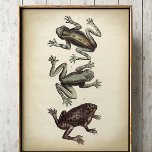 Aged frog print, frog poster, frog illustration,  zoology scientific illustration, amphibian print Fast Track Shipping
