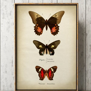 Butterfly print, Butterfly poster, butterflies wall decor, scientific butterflies chart, vintage butterfly Fast Track Shipping