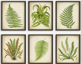May include: Set of six botanical prints featuring different types of ferns. The prints are framed in brown and have a cream background. The ferns are depicted in shades of green.