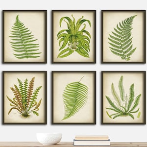 Farn Botanischer Druck SET von 6 Kunst Farn Poster, Grünpflanzen, Farn Druck Set, Sofortige Sammlung Botanische Wanddekoration Fast Track Versand