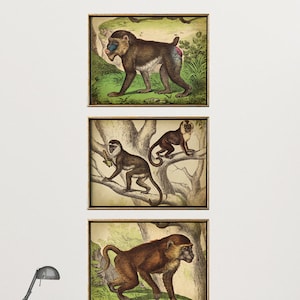 Monkey Print Set of 3, Tropical Forest Fauna Poster, Mandrill Illustration, Baboon Drawing Vintage Jungle Fauna Art Fast Track Shipping