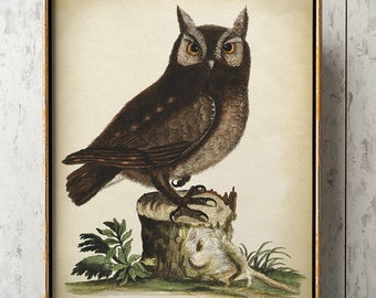 Impresión artística de búho: póster giclée vintage de pájaro nocturno