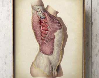 Stampa d'epoca dell'anatomia del torso maschile: poster dei muscoli umani