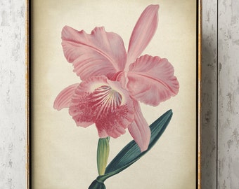 BOTANICAL