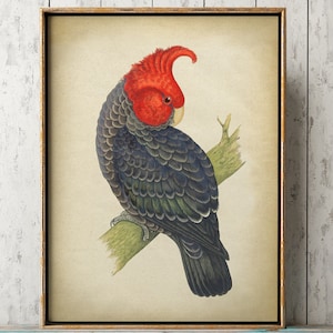 Stampa PAPPAGALLO grigio e rosso, arte del pappagallo crestato, parrocchetto, poster di pappagallo tropicale, stampa di uccelli esotici, illustrazione di pappagallo, arte della parete.