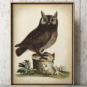 OWL art Print, Nocturnal Bird Poster, vintage aesthetic fall decor, autumn forest inspired home, rustic modern farmhouse, brown tones