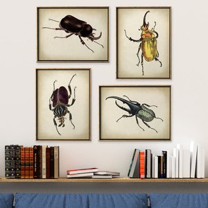 Beetle print Set of 4 Insect Prints, Insect Poster, Insect Print, Antique Entomology Scientific Posters, Bug Illustration.