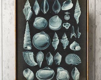 Muscheln Poster - Tafel Poster am Strand, Strand oder Haus