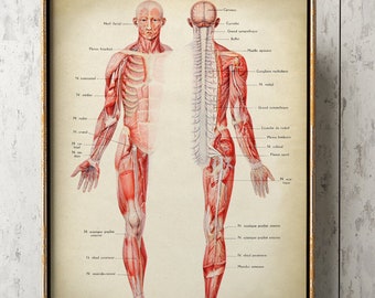 Human Anatomy Poster: Muscular System, Scientific Illustration