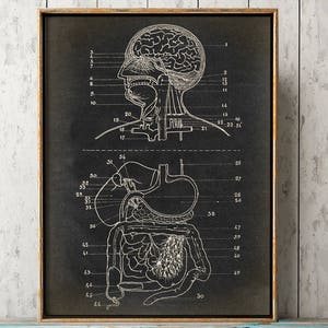 ANATOMIE POSTER Spijsverteringssysteem Print Chart, anatomische tekening, anatomie print, wetenschappelijke illustratie, medische kunst, dokter,
