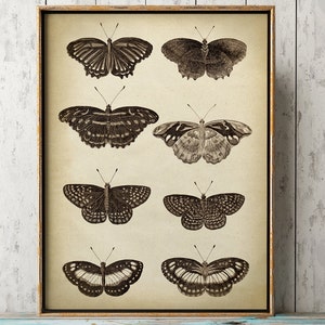 Butterfly poster, Butterfly print, butterflies illustration, scientific butterflies chart, vintage butterfly, aged insect