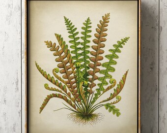 Botanical print, fern print , botanical wall decor, vintage fern wall art, cottage home decor, Botanical chart, 8 x 10 fern print