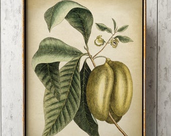 Stampa giclée botanica di frutta Annona: papaia, grafico di zucchero-mela