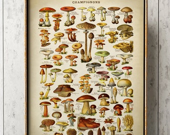 SCIENCE MYCOLOGY MUSHROOM FUNGUS TOADSTOOL CHART Poster Biology Canvas art