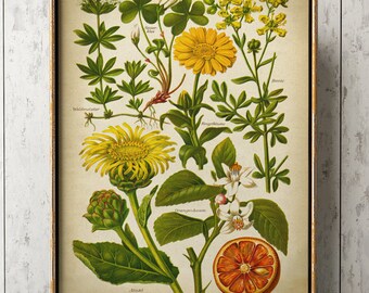 Impresión botánica de plantas medicinales, medicina herbaria, jardinería, arte del cartel de flores, helenio, caléndula, caléndula, naranjo, aspa