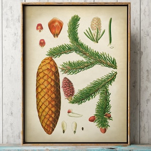Poster BOTANIK, Kiefernzapfen Druck, Kiefernbaum, Herbst und Winter Dekor, Vintage Ästhetik, Woodland Forest, Pinions, Botanische Kunst