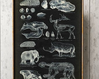 Prehistoric Animal Poster Chart, fossil print decor, Dinosaur Skeleton, Primitive animals, Antediluvian, Old World, Paleontology Science art