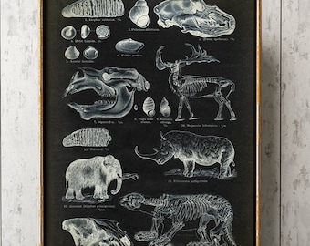 Prehistoric Animal Chart Poster: Dinosaur Skeleton, Paleontology Science Art