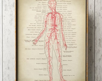 IMPRESSION D'ANATOMIE, affiche d'anatomie, dessin anatomique, illustration scientifique, art mural médical, diagramme d'anatomie, système circulatoire