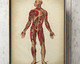 Muscular System Anatomy Print: Scientific Illustration, Medical Art
