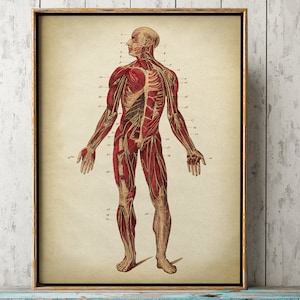 ANATOMIE PRINT, spierstelsel, anatomie poster, anatomische tekening, wetenschappelijke illustratie, medische kunst aan de muur, anatomie grafiek,