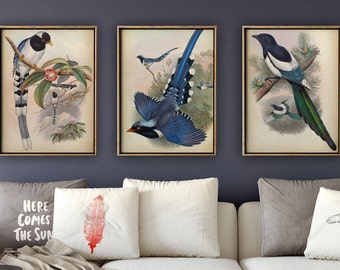 TROPISCHER VOGEL Druck SET von 3, Exotischer Vogel Poster, blauer Vogel Illustration, Wohnkultur, Wandkunst, Vogelkunst, Frühlingszeit Fast Track Versand