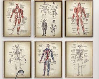 Human Body Print | Etsy