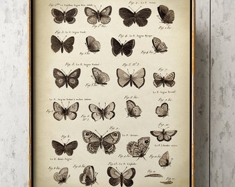 Cartel de mariposas, impresión de mariposas, decoración de pared de mariposas, gráfico de mariposas científicas antiguas, envío rápido de mariposas vintage