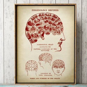 Phrenology Anatomy print, human head print, anatomical drawing, aged anatomy poster, scientific illustration, medical wall art,