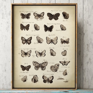 Butterfly Poster, Butterfly Print, Butterflies Wall Decor, Antique Scientific Butterflies Chart, Vintage Butterfly Fast Track Shipping