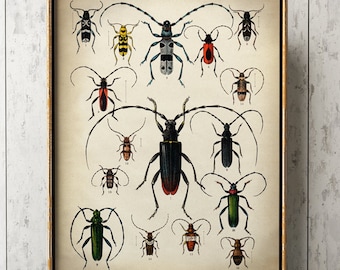BEETLES Poster, Beetles Print, Beetles Chart, Insect Poster, Scientific Drawing Print, Natural History Decor, Wall Art, Fast Track Shipping