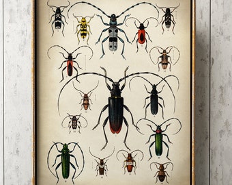 Cartel de BEETLES, impresión de escarabajos, gráfico de escarabajos, cartel de insectos, impresión de dibujo científico, decoración de historia natural, arte de pared, envío rápido