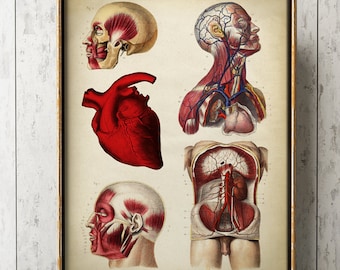 Poster grafico anatomico: stampa giclée di anatomia umana