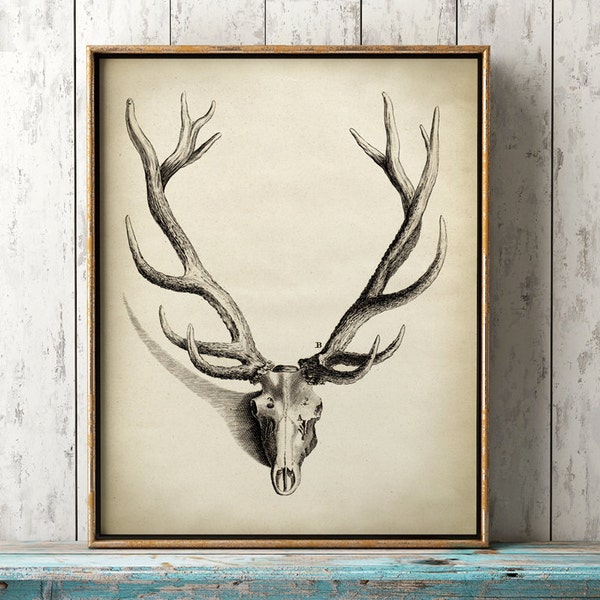 Deer Skeleton Etsy
