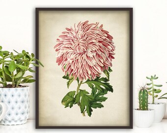 Daisy BOTANICAL print, pink Daisy poster, flower art, vintage Botanical illustration, botanical wall decor, dorm wall art, antique flower