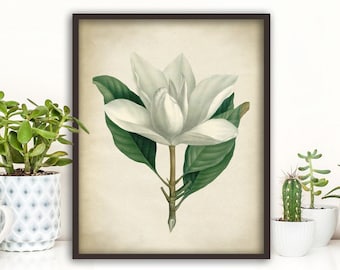 White Magnolia Print: Vintage Botanical Illustration, Flower Wall Art