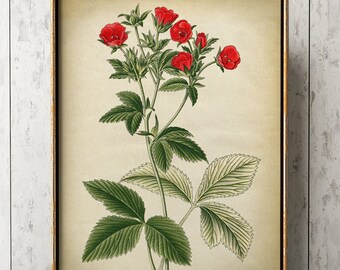 Botanical poster, botanical print, botanical chart study poster, red flower art, flower print, Potentilla flowers, floral drawing