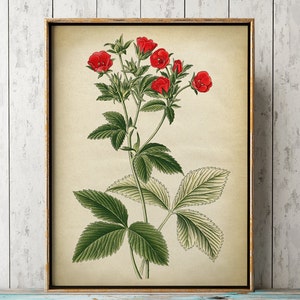 Botanische poster, botanische print, botanische kaartstudieposter, rode bloemkunst, bloemenprint, Potentilla bloemen, bloementekening