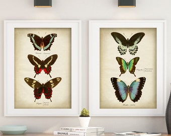 Butterfly Print SET of 2: Antique Entomology Wall Art