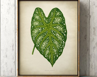 Impresión botánica, planta de Caladium, impresión de oreja de elefante, cartel de hojas antiguas, arte de hojas de plantas, impresión de plantas botánicas, decoración de pared