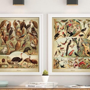 Poster di uccelli SET di 2, Stampa di razze di uccelli incredibili, Stampa di uccelli, Arte di uccelli, Illustrazione di uccelli, Arte da parete di uccelli. Gufo, pappagallo, spedizione rapida