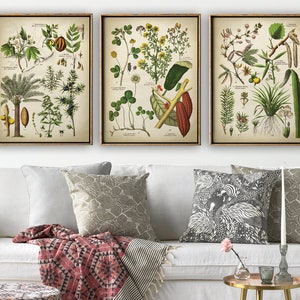 Ensemble de 3 impressions BOTANICAL, ensemble botanique, ensemble d'impressions de fleurs de plantes médicinales, affiche botanique, décoration murale botanique, aloès, cacao