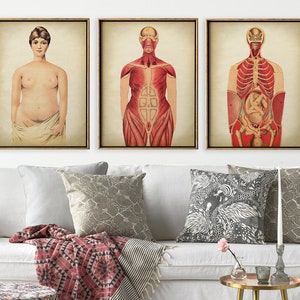 Stampa anatomica della DONNA INCINTA SET di 3, Poster anatomico della mamma, Stampa medica del feto, Grafico anatomico del medico in gravidanza, Anatomia antica