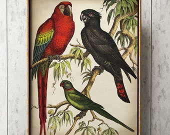 Tropische Vögel Poster: Exotischer Papagei, Kakadu und Sittich Print