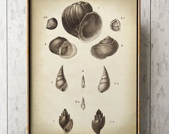 Puede incluir: Una ilustración vintage de varias conchas marinas, incluyendo una concha grande en espiral, una concha redonda más pequeña y varias conchas puntiagudas más pequeñas. La ilustración está en blanco y negro y tiene un fondo beige.