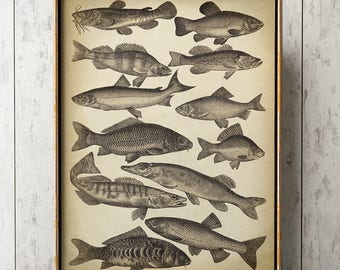 FISCH DRUCK, Fische Karte, Fisch Poster, Fisch Illustration, Vintage Marine Dekor, Strand Haus Wand dekor, Meerestiere Kunst, Sea Life, Fischer